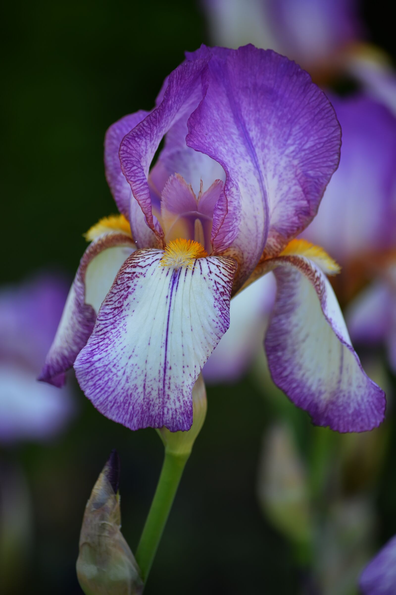 Nikon D5200 sample photo. Irises, violet, may photography