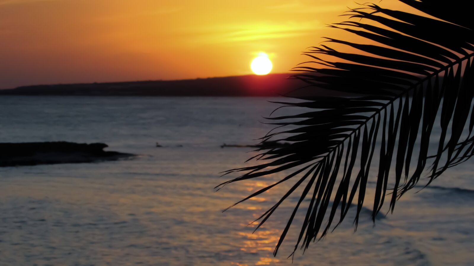 Canon PowerShot SX400 IS sample photo. Palm tree, branch, leaves photography