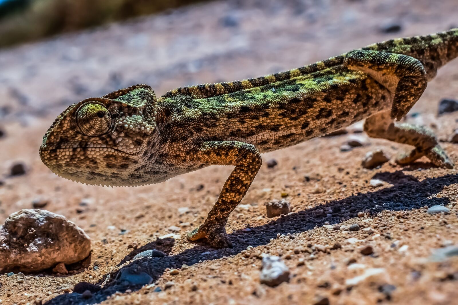 Nikon D3300 sample photo. Chameleon, nature, reptile photography