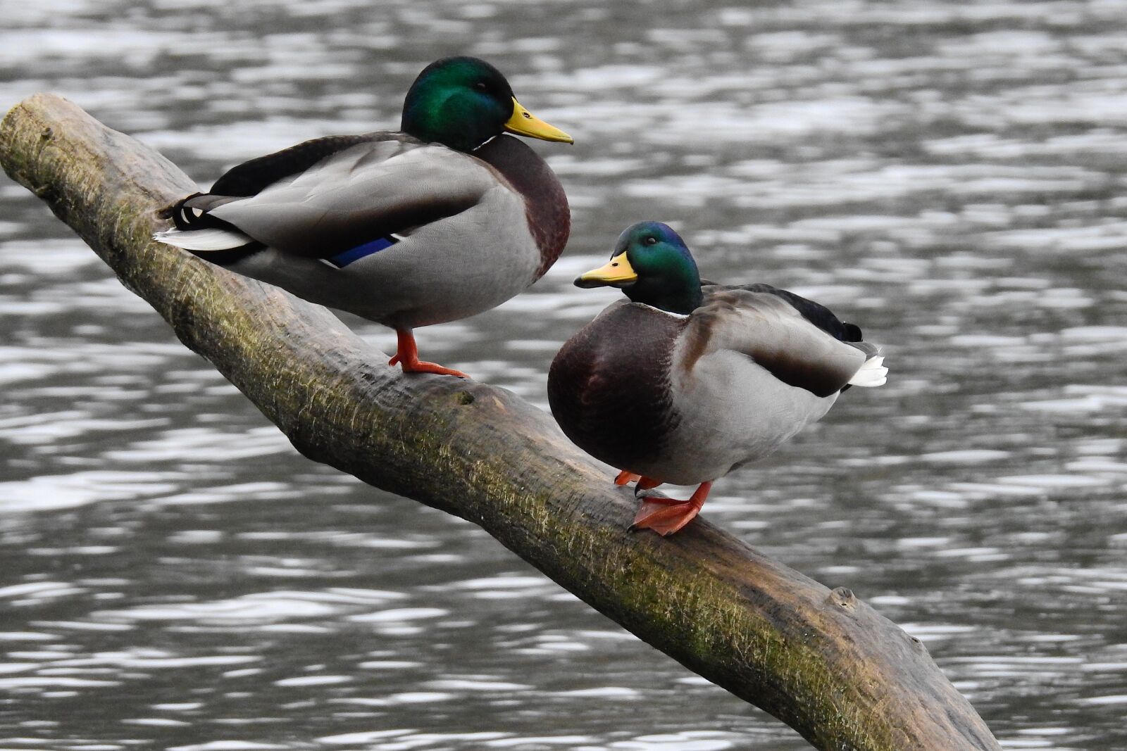 Nikon Coolpix P900 sample photo. Wild ducks, nature, water photography