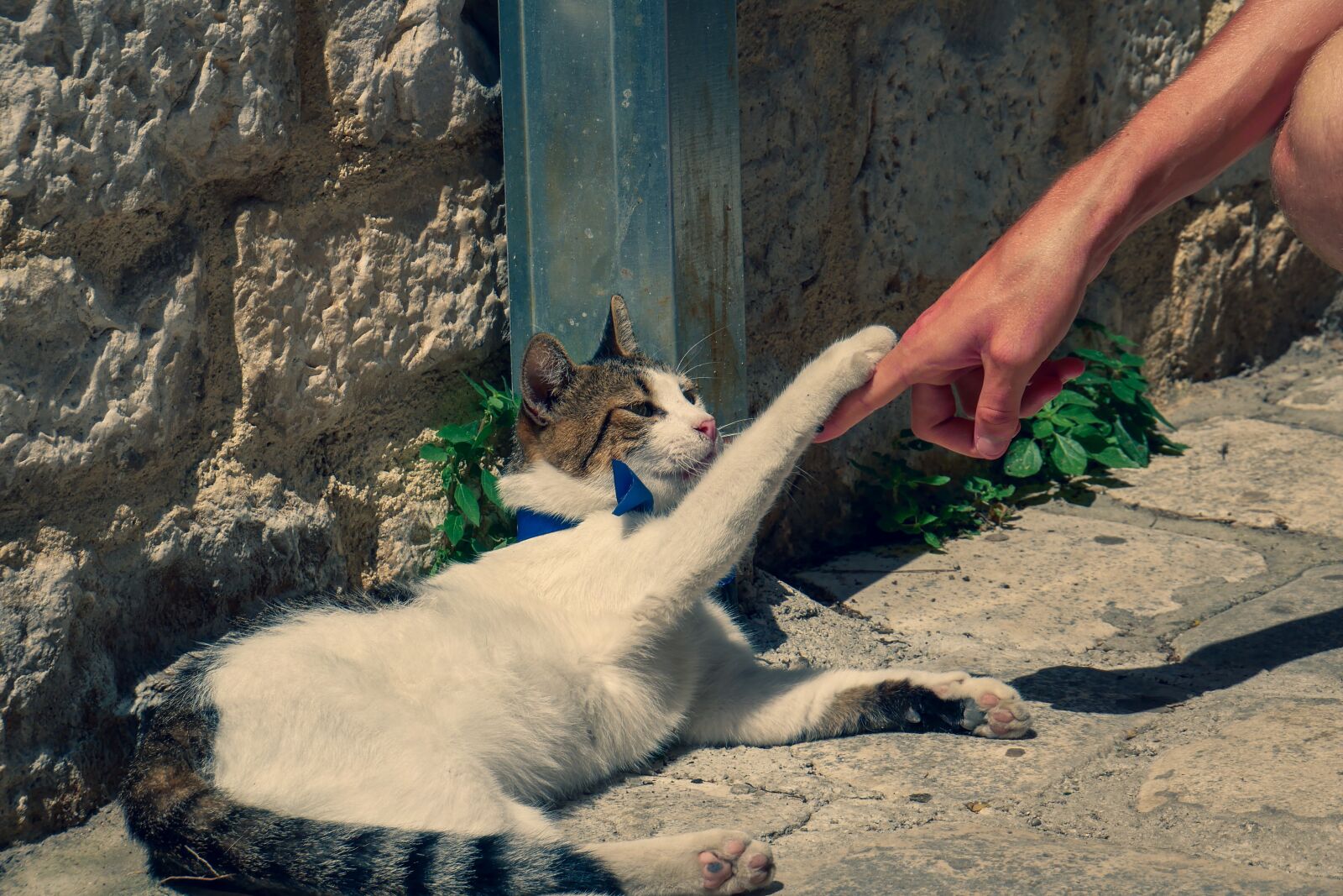 Panasonic Lumix DMC-G85 (Lumix DMC-G80) + LUMIX G VARIO 12-60/F3.5-5.6 sample photo. Cat, paw, hand photography