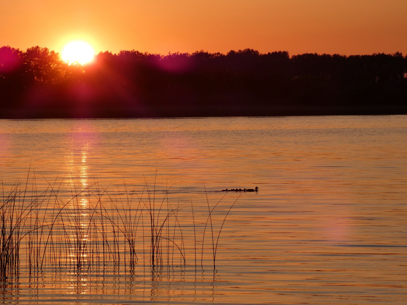 Panasonic DC-FZ83 sample photo. Sunset, lake, duck family photography