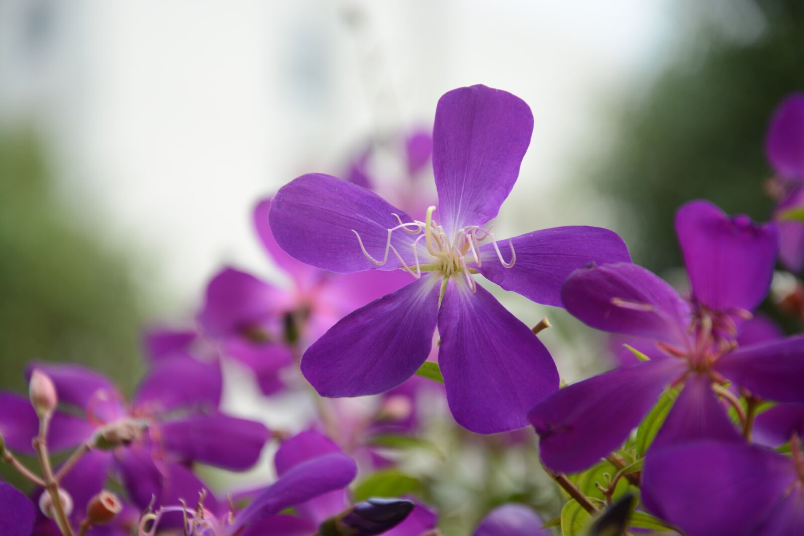 Nikon D7100 sample photo. Purple wild flowers, five photography