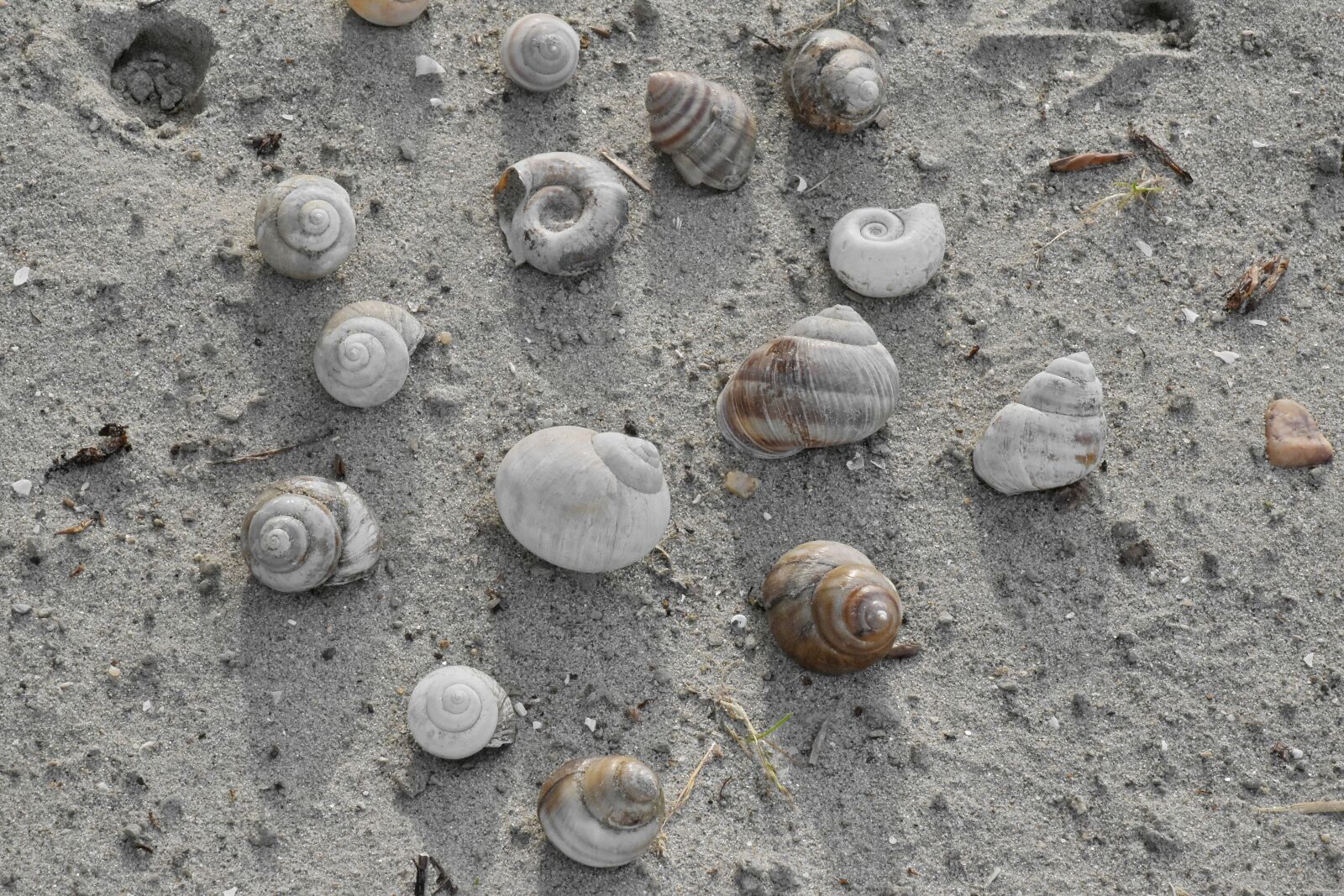 Nikon D5500 sample photo. Shellfish, snail, conch, shell photography