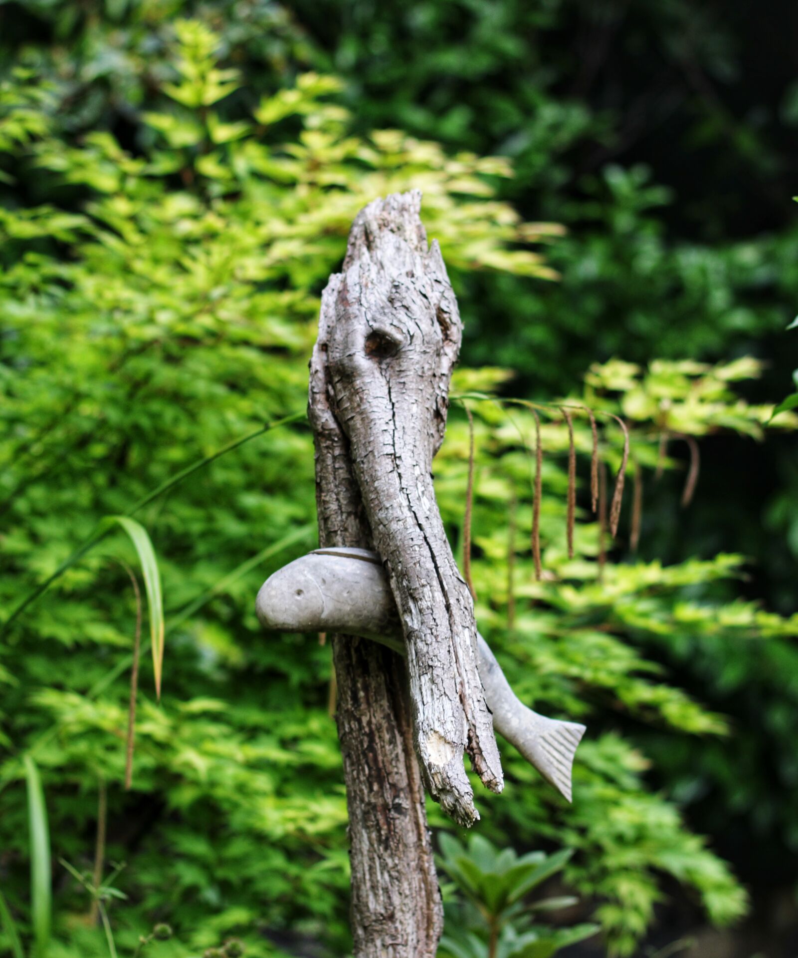 Canon EF 50mm F1.8 STM sample photo