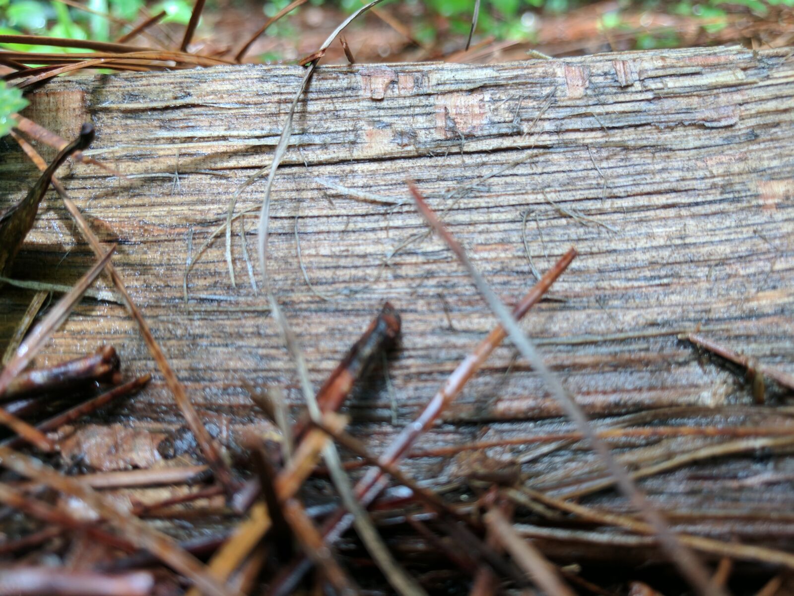 Google Pixel XL sample photo. Log, nature, tree, wood photography