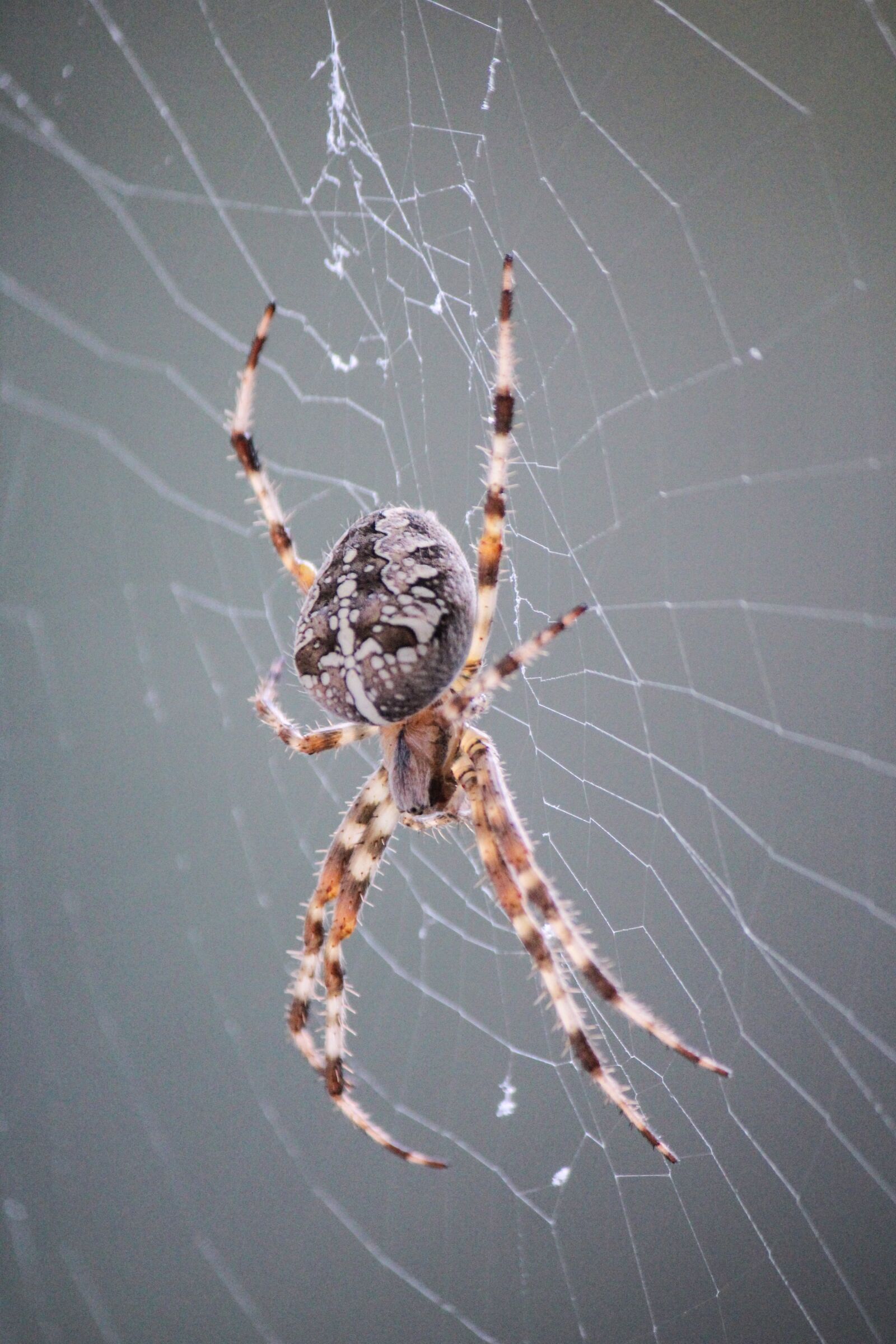 Canon EOS 600D (Rebel EOS T3i / EOS Kiss X5) sample photo. Spider, araneus, cobweb photography