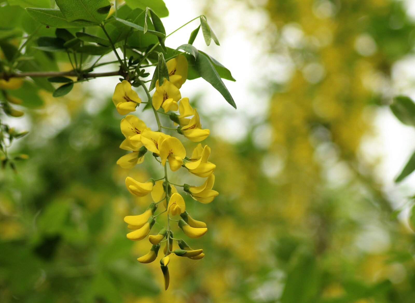 Canon EOS 1200D (EOS Rebel T5 / EOS Kiss X70 / EOS Hi) sample photo. Wisteria yellow, creeper, plant photography