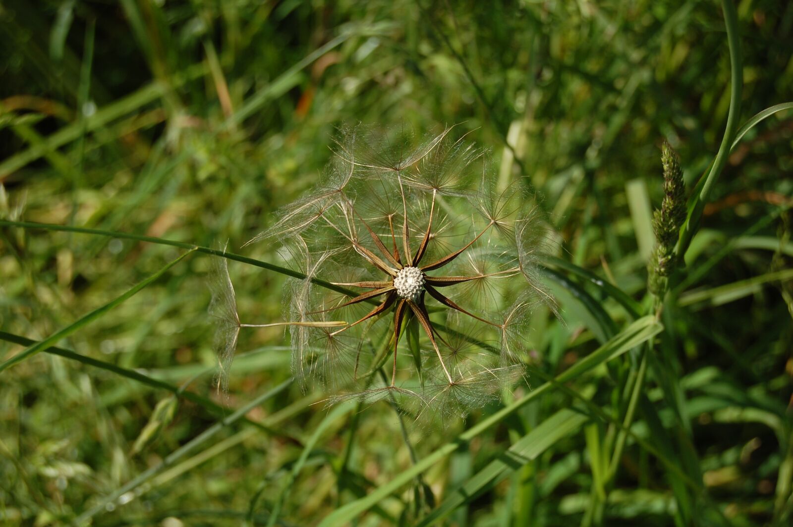 Nikon D40 sample photo. Dandelion, flower, nature photography