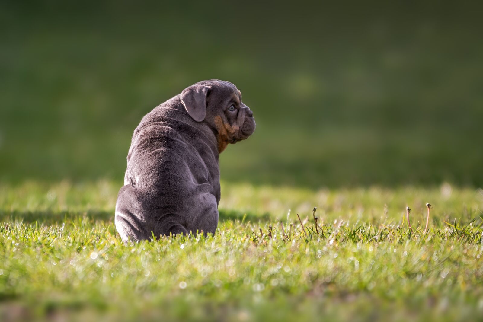 Nikon D7200 sample photo. Bulldog, english bulldog, dog photography