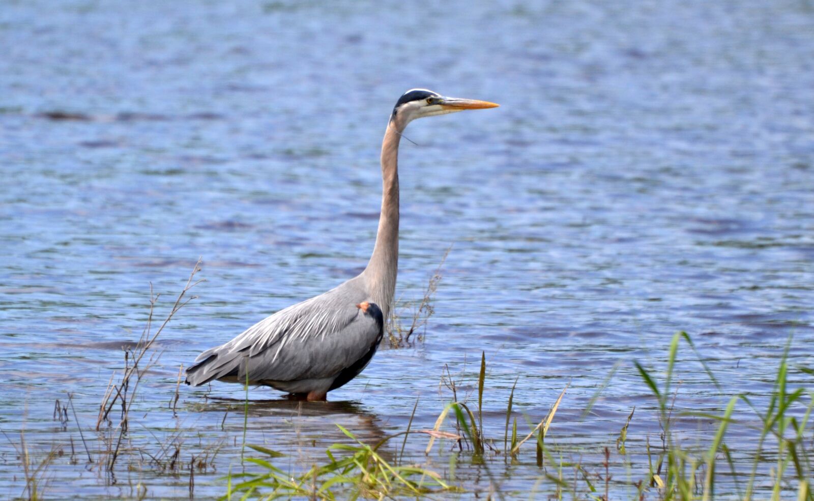Nikon D3100 sample photo. Bird, blue heron, solitary photography