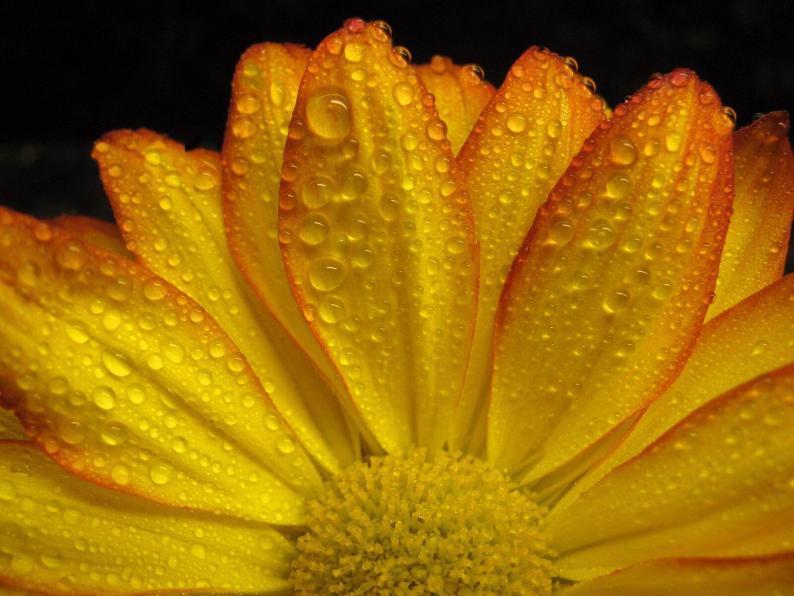 Canon PowerShot SX110 IS sample photo. Gerbera daisy, daisy, flower photography