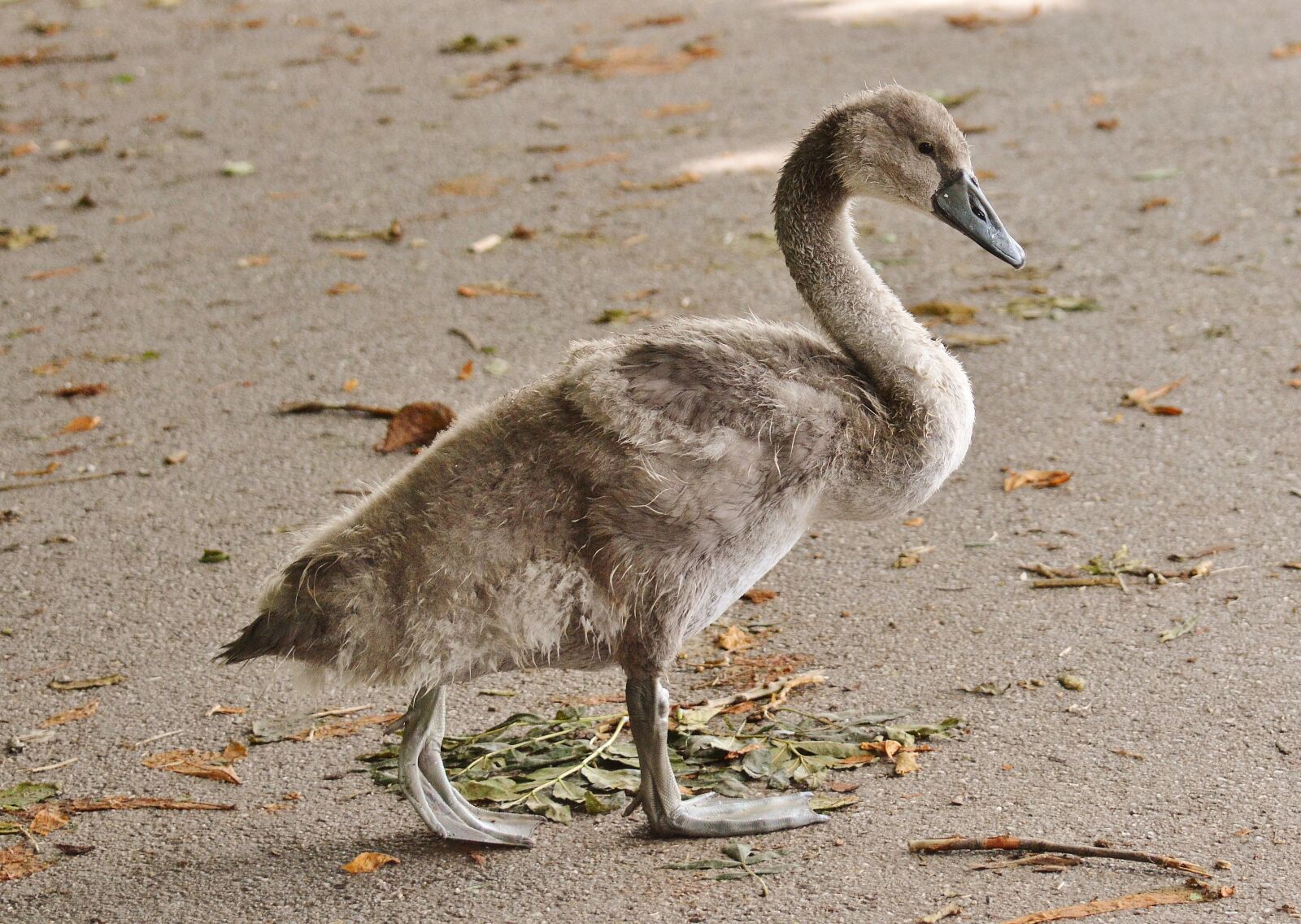 Nikon D3200 sample photo. Swan, young animal, bird photography
