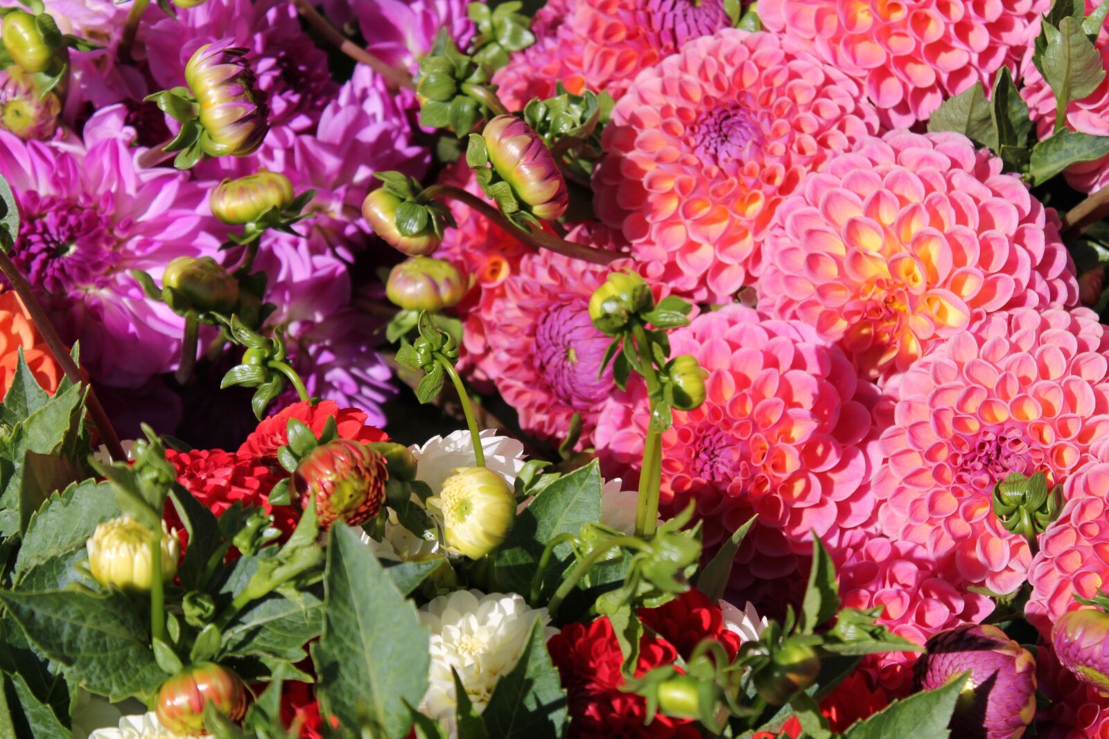 Canon EOS 1100D (EOS Rebel T3 / EOS Kiss X50) sample photo. Dahlias, flowers, bud photography