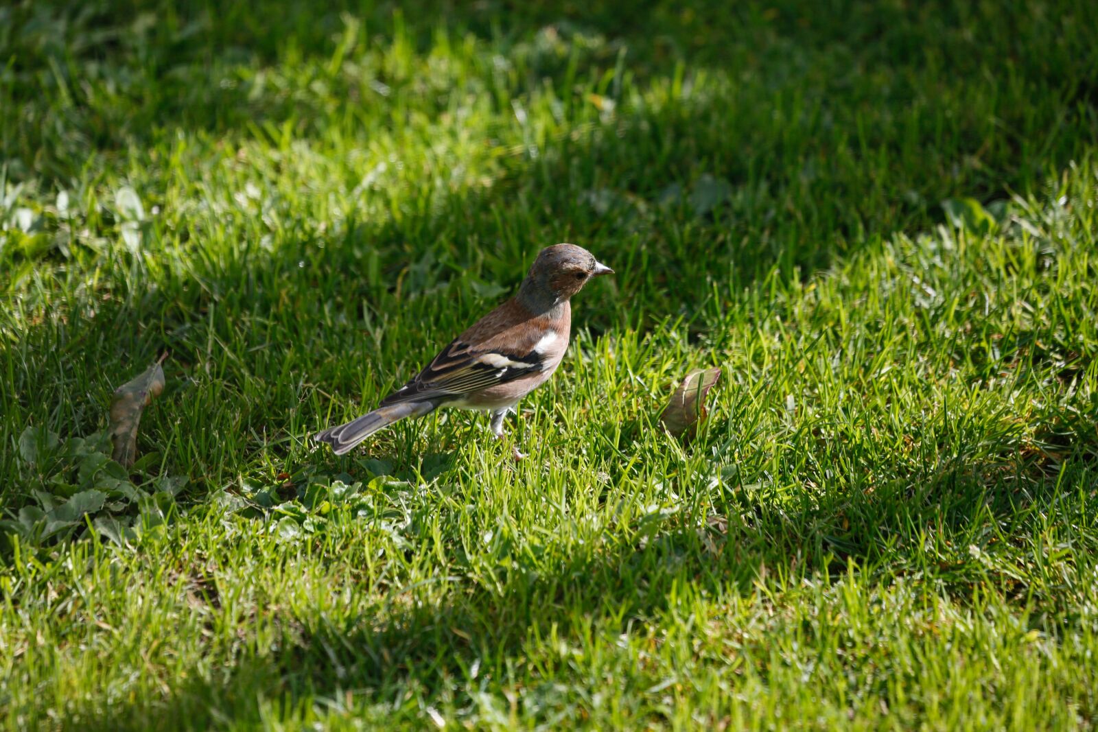 Canon EF 100-400mm F4.5-5.6L IS USM sample photo. Bird, chaffinch, nature photography