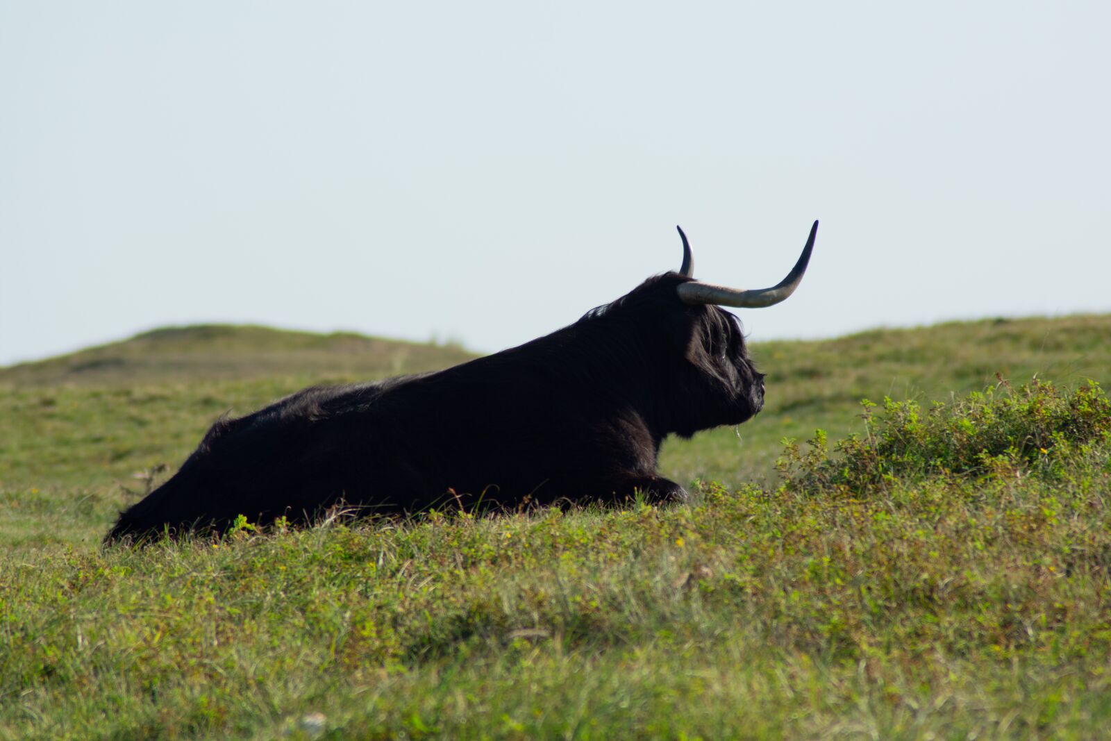 Nikon D3400 sample photo. Highlander cow, cow, mammal photography