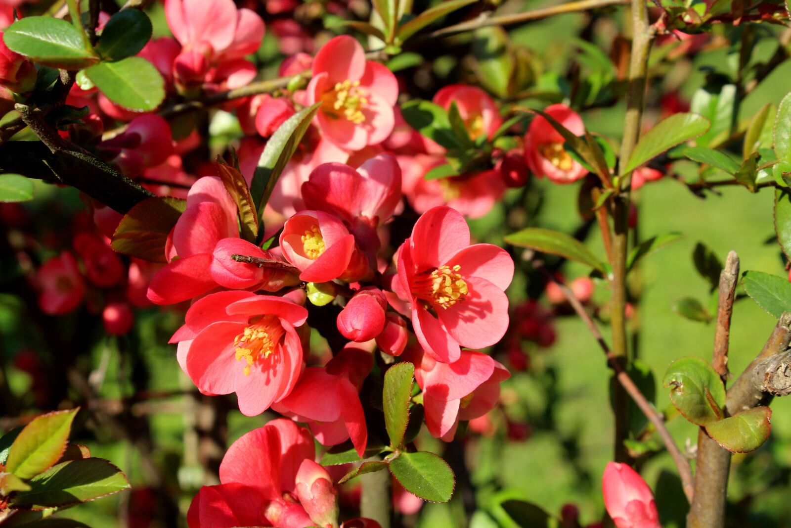 Canon EOS 1200D (EOS Rebel T5 / EOS Kiss X70 / EOS Hi) sample photo. Bush, chaenomeles, ornamental shrubs photography