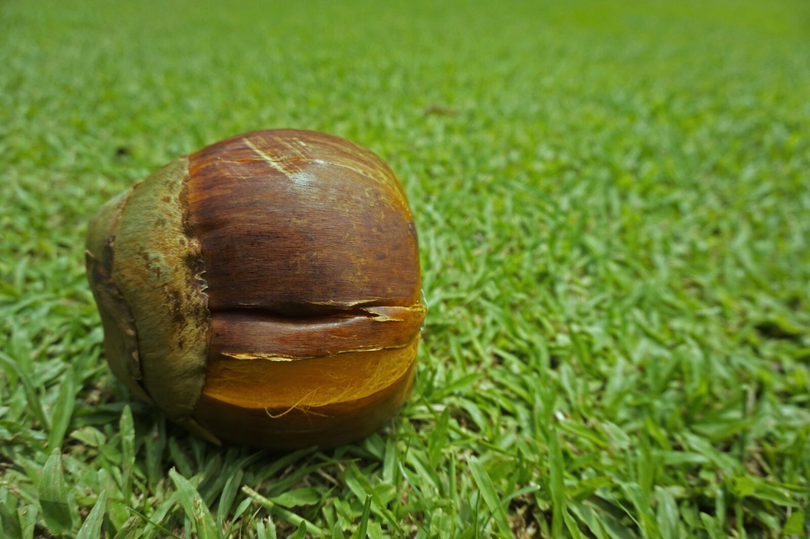 Sony Alpha a5000 (ILCE 5000) sample photo. Palm, fruit, grass photography