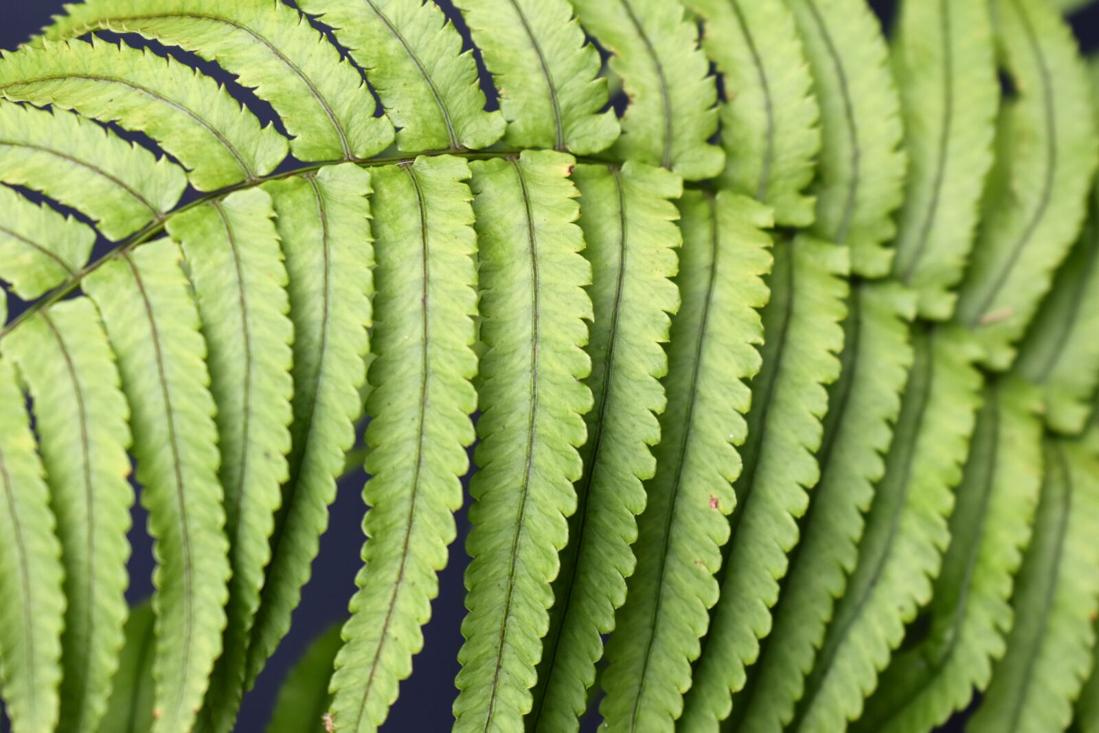 Nikon D5500 sample photo. Fern, green, plant photography