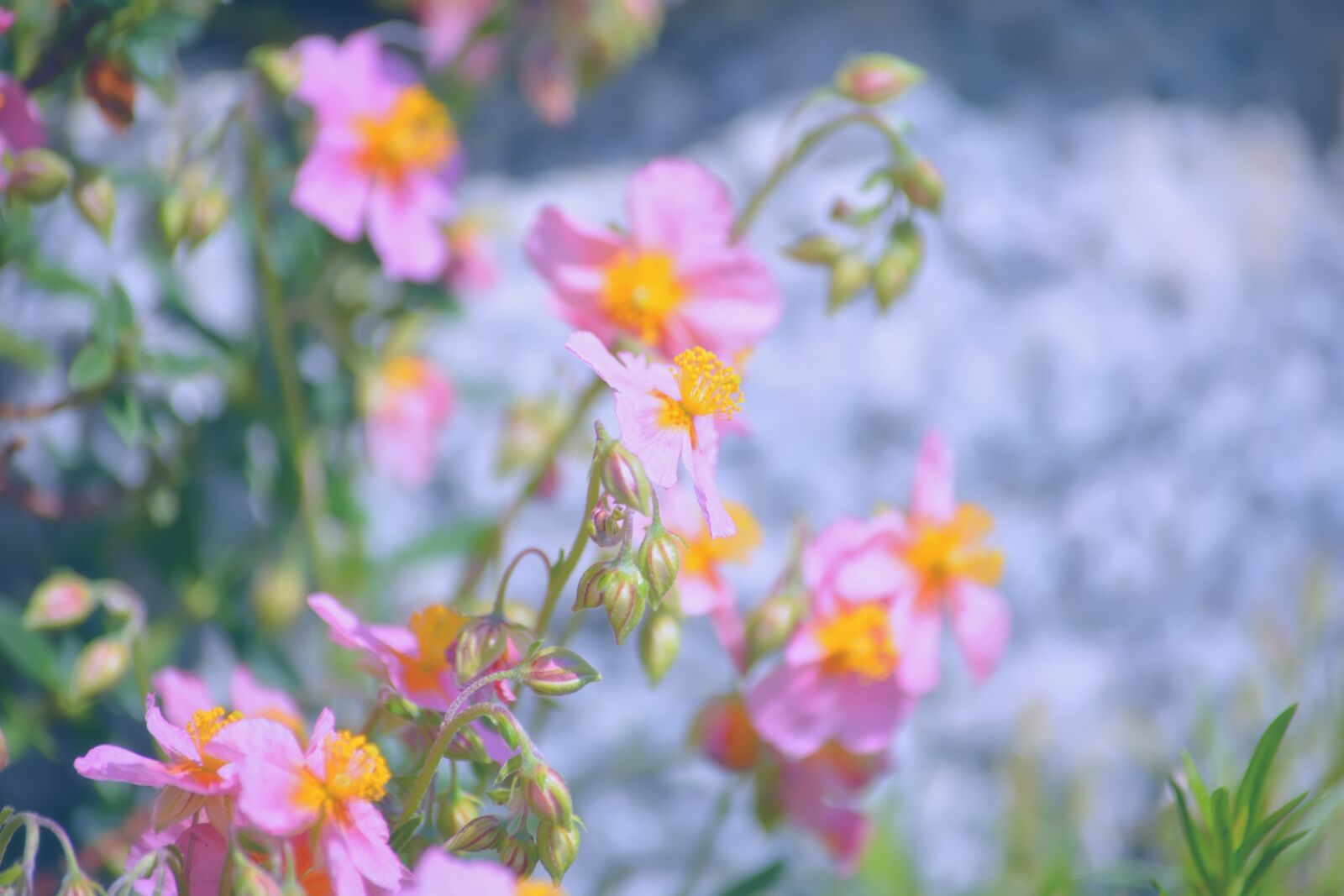 Nikon D5200 sample photo. Flowers, pink, green photography