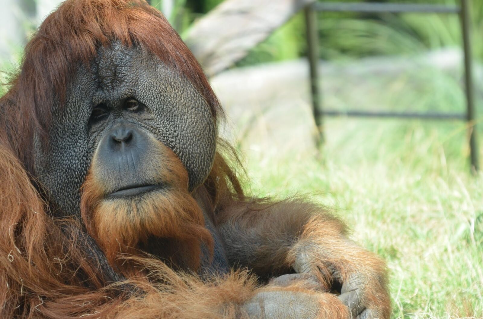 Nikon D7000 sample photo. Wildlife, animal, ape photography