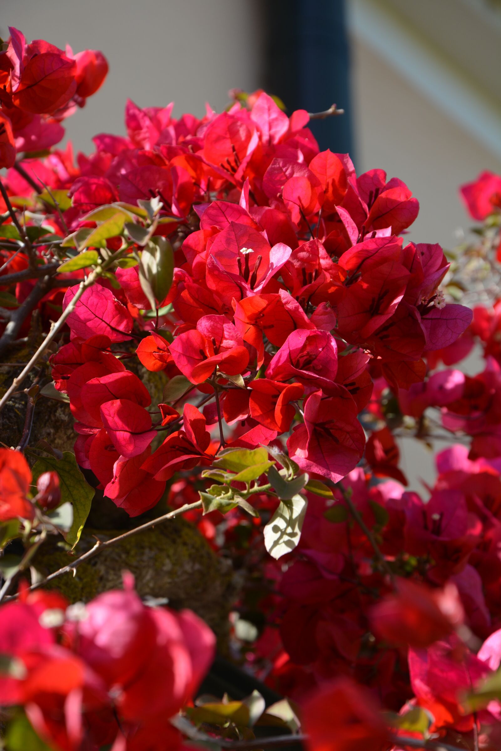 Nikon D7100 sample photo. Flowers, nature, blütenmeer photography