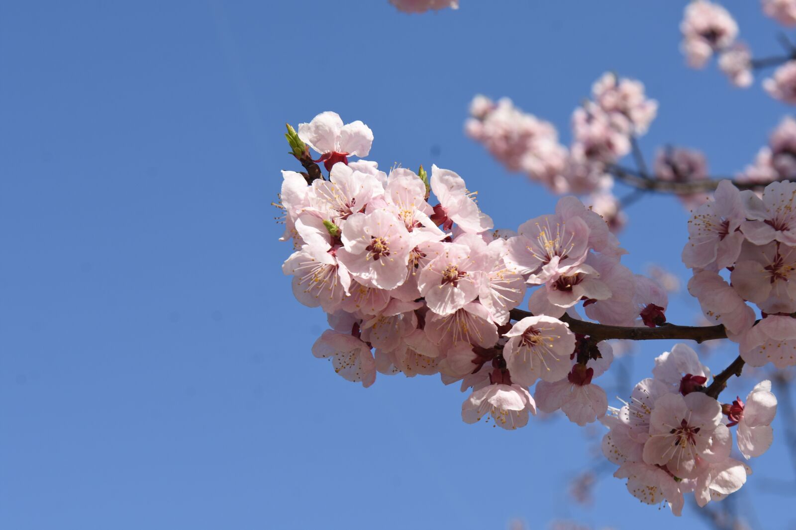 Nikon D7200 sample photo. Spring, pink, cherry flowers photography