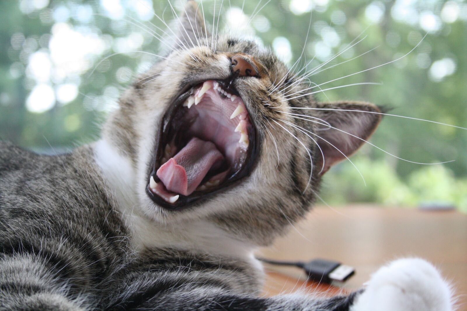 Canon EOS 1000D (EOS Digital Rebel XS / EOS Kiss F) sample photo. Cat, yawn, fun photography