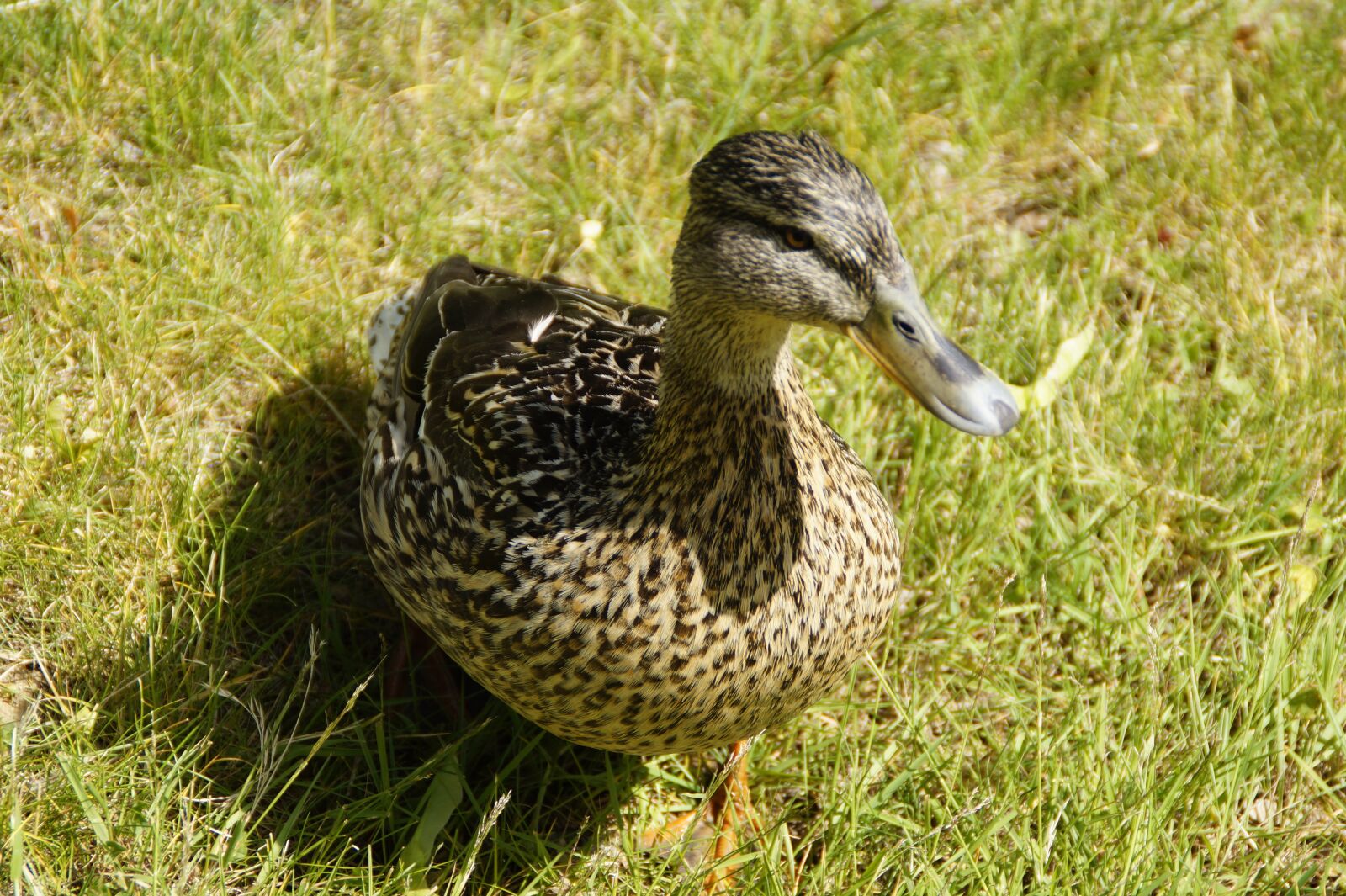 Sony SLT-A58 sample photo. Duck, mallard, female photography