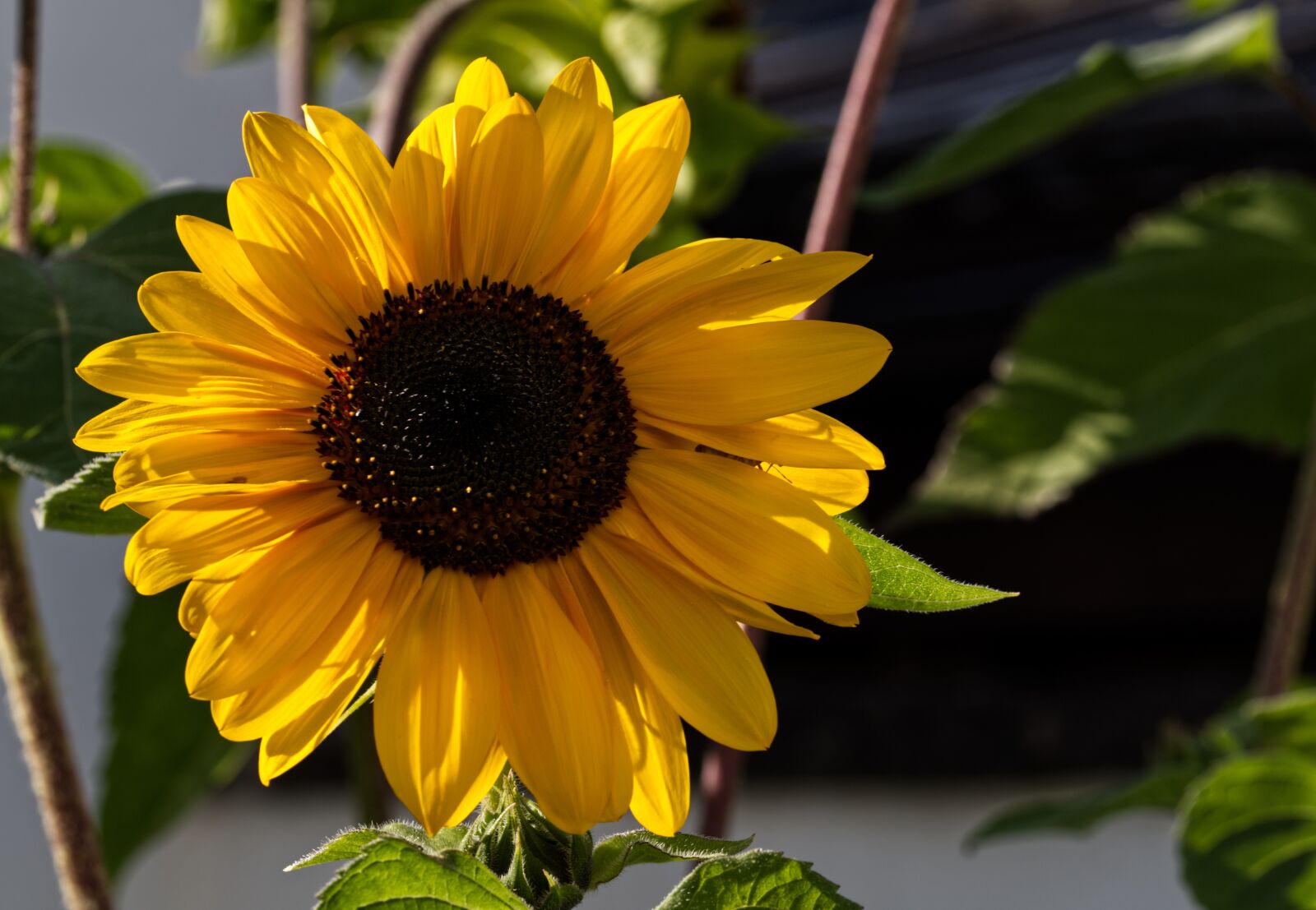 Nikon D5500 sample photo. Flower, sunflower, yellow photography
