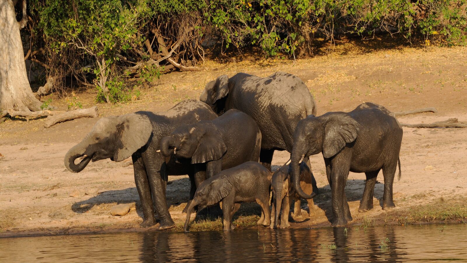 Nikon D300 sample photo. Chobe, elephant family, africa photography