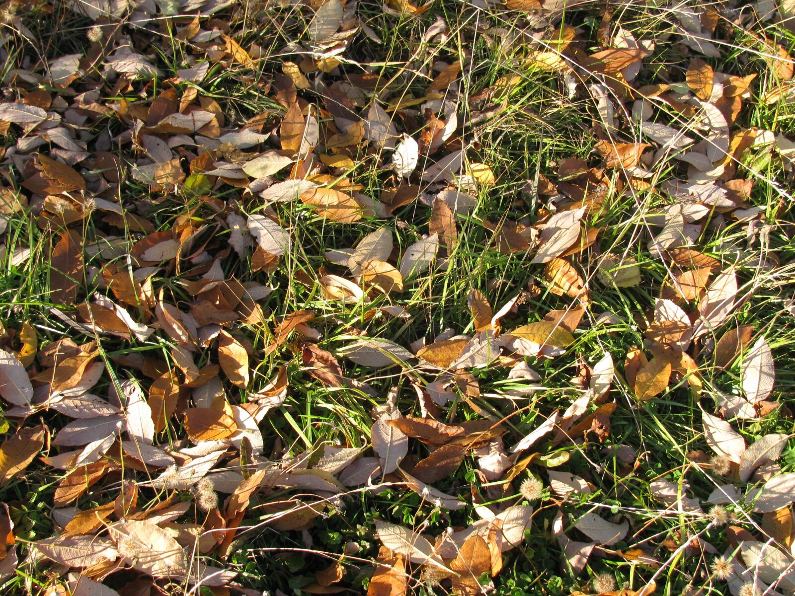 Canon PowerShot SX110 IS sample photo. Listopad, grass, autumn photography