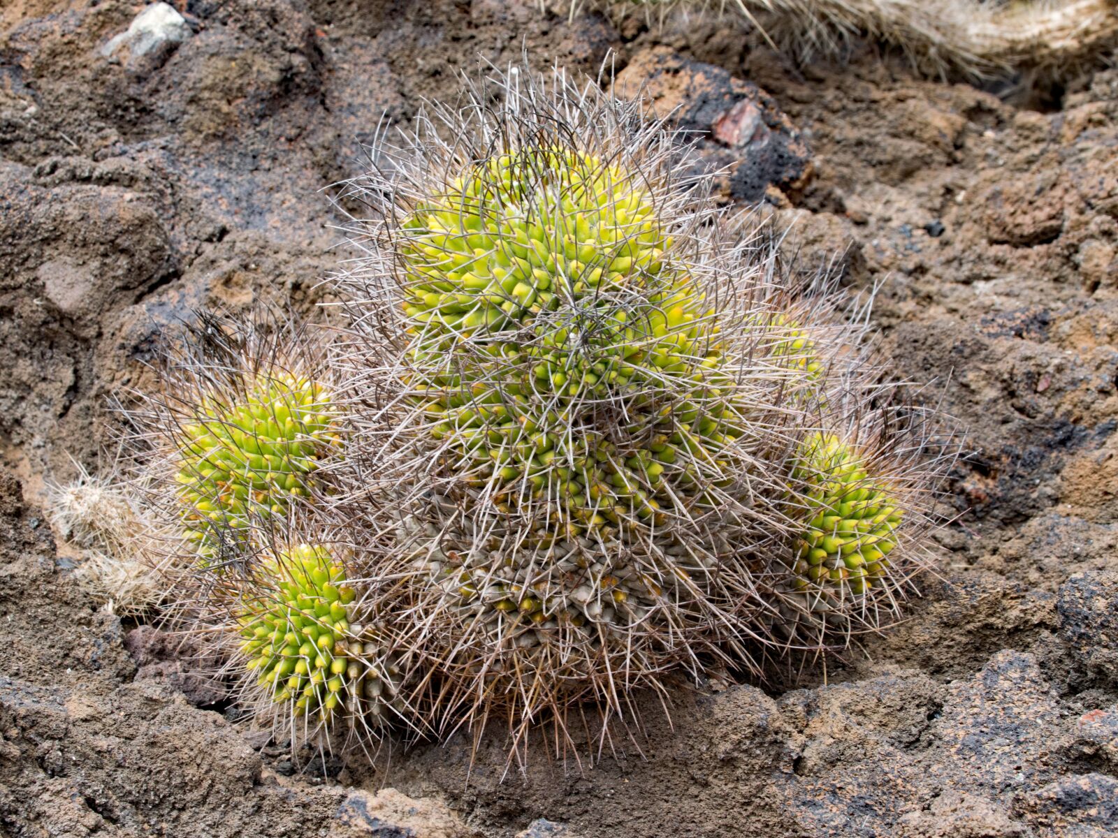 Nikon D5300 sample photo. Jardin de cactus, cactus photography