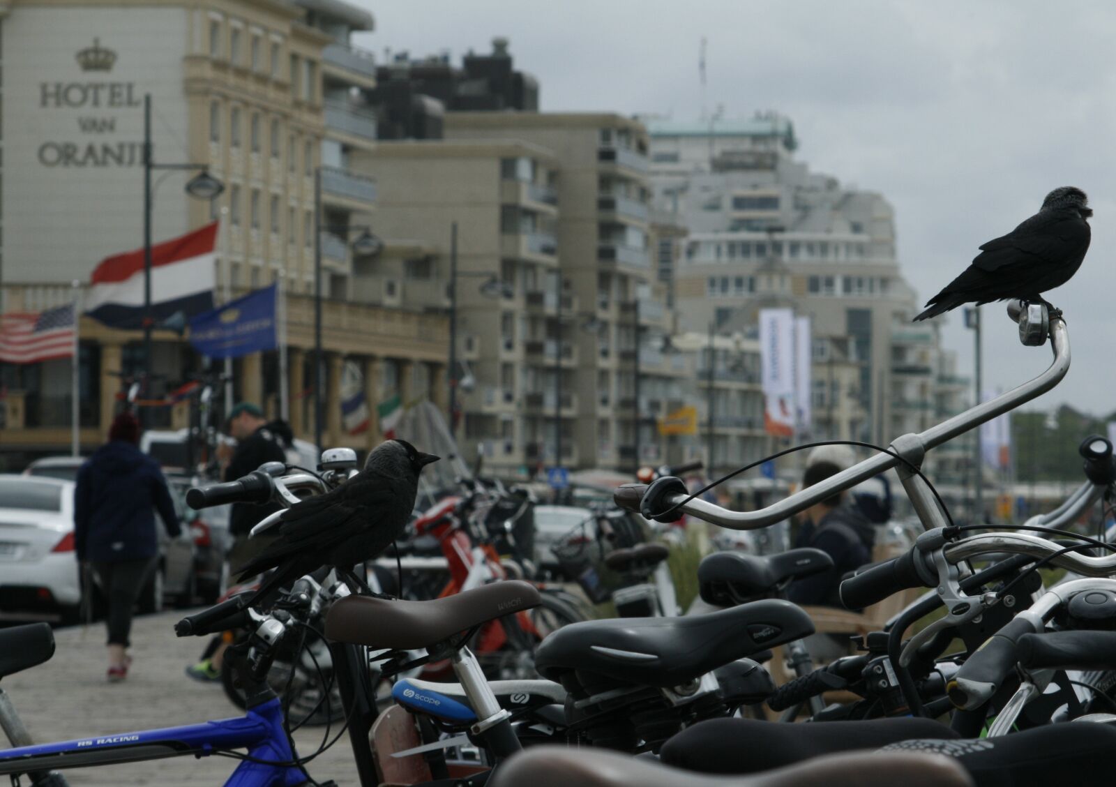 Canon EOS 400D (EOS Digital Rebel XTi / EOS Kiss Digital X) sample photo. Bike, saddle, holland photography