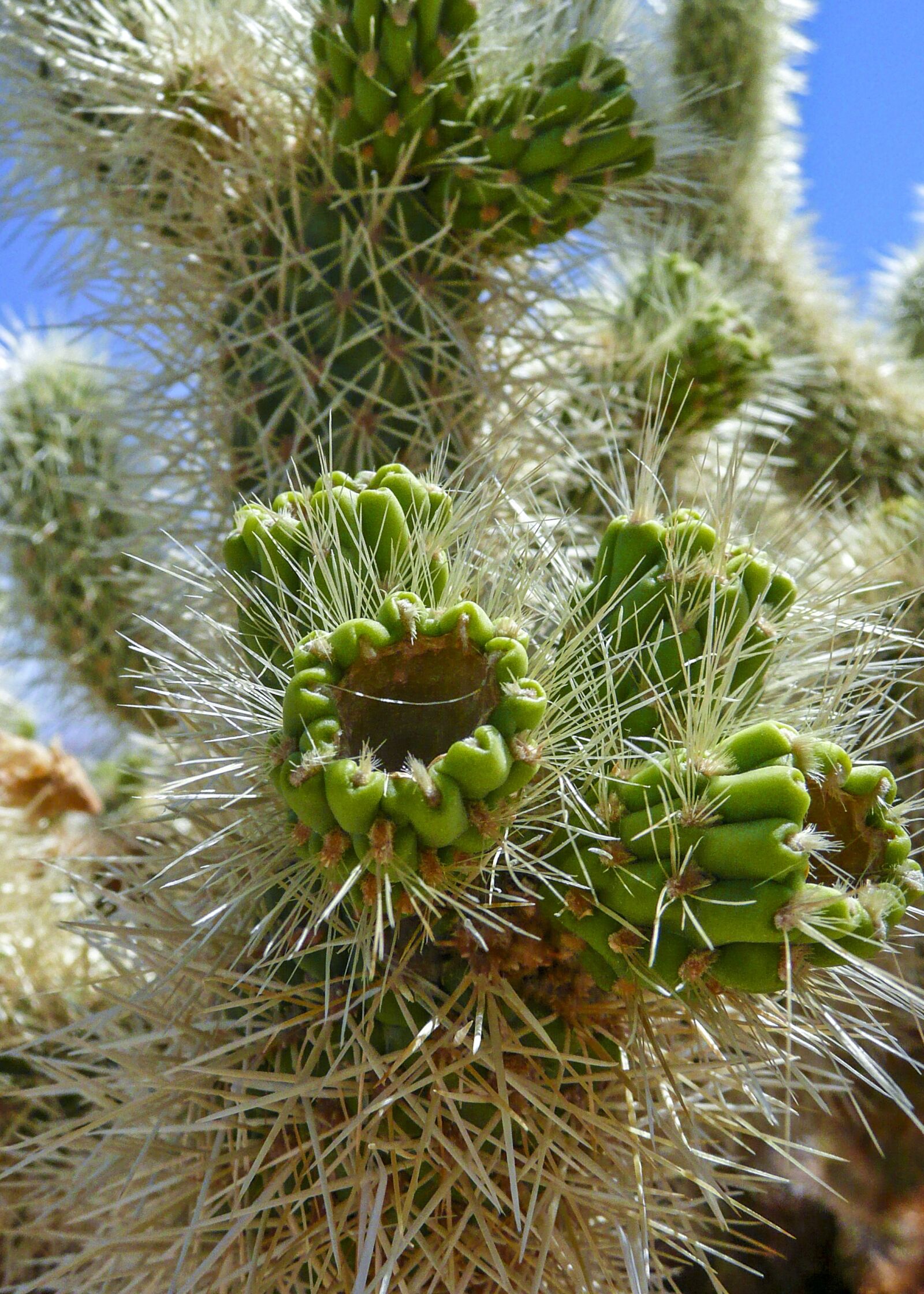 Panasonic DMC-TZ3 sample photo. Cactus, joshua tree, national photography
