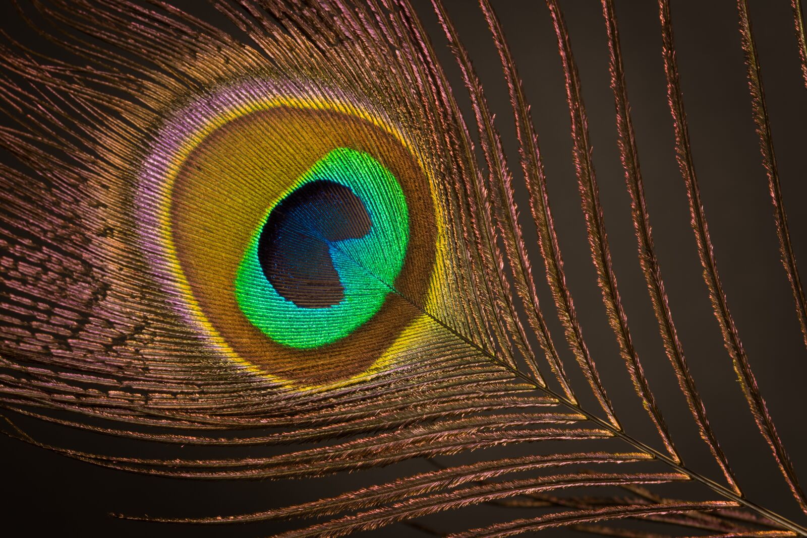 Nikon D750 sample photo. Feather, peacock, plumage photography