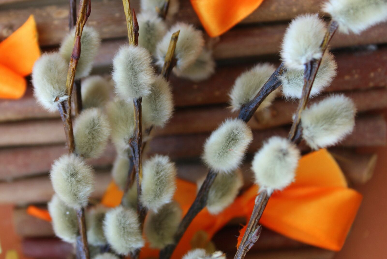Canon EOS 1200D (EOS Rebel T5 / EOS Kiss X70 / EOS Hi) sample photo. The basis of, willow photography