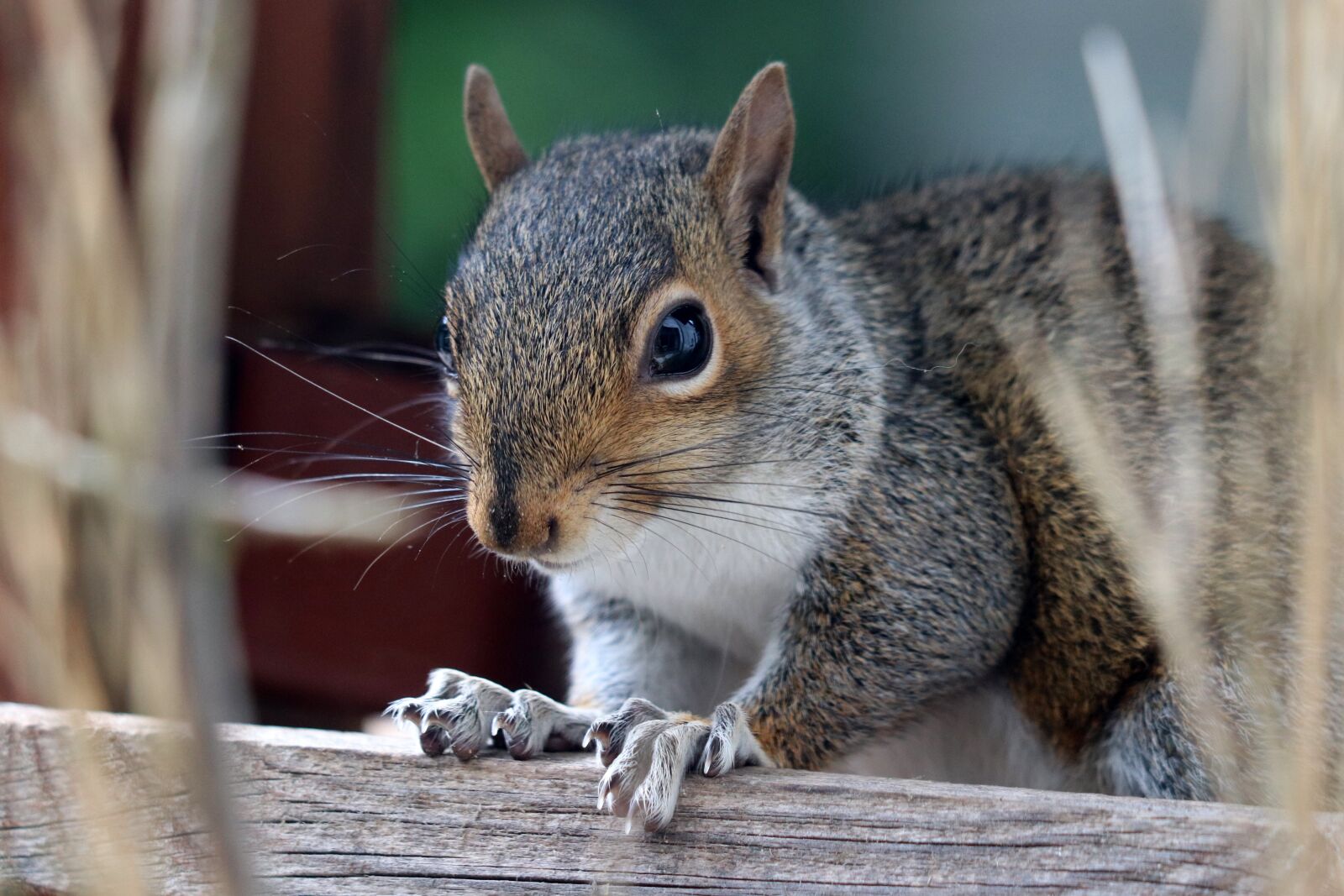 Canon EF 70-300 F4-5.6 IS II USM sample photo. Squirrel, grey squirrel, grey photography