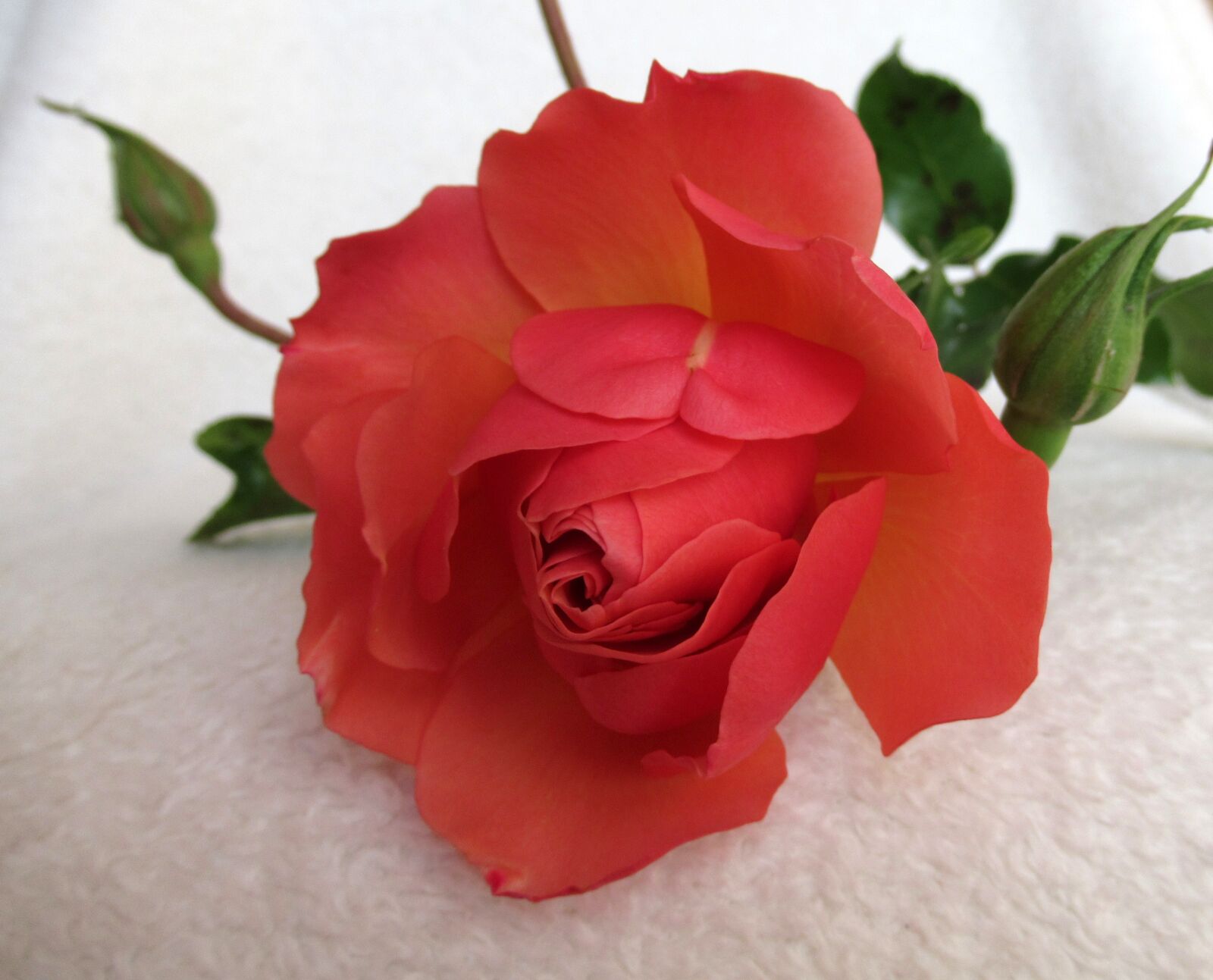Canon PowerShot SX620 HS sample photo. Flower, rose, plant photography