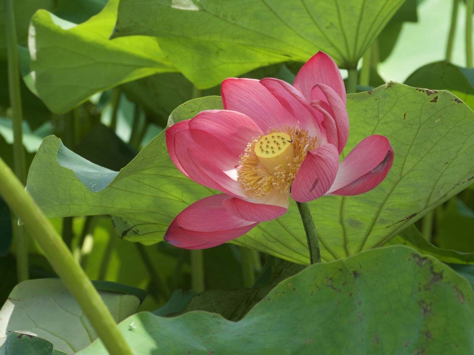 Panasonic Lumix DC-GH5 sample photo. Flowers, lotus, lotus leaf photography