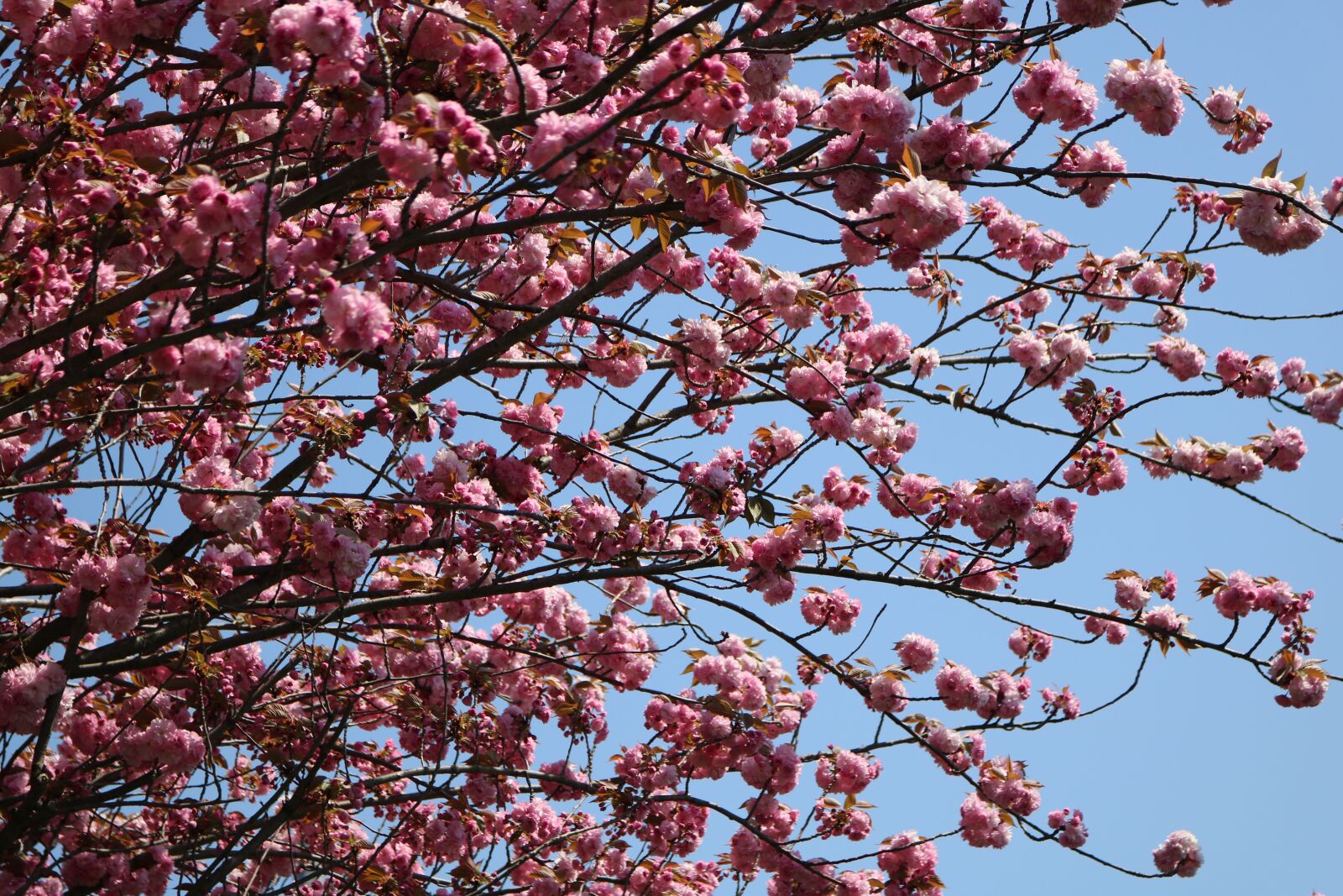 Canon EOS 750D (EOS Rebel T6i / EOS Kiss X8i) sample photo. Branch, tree, blue sky photography