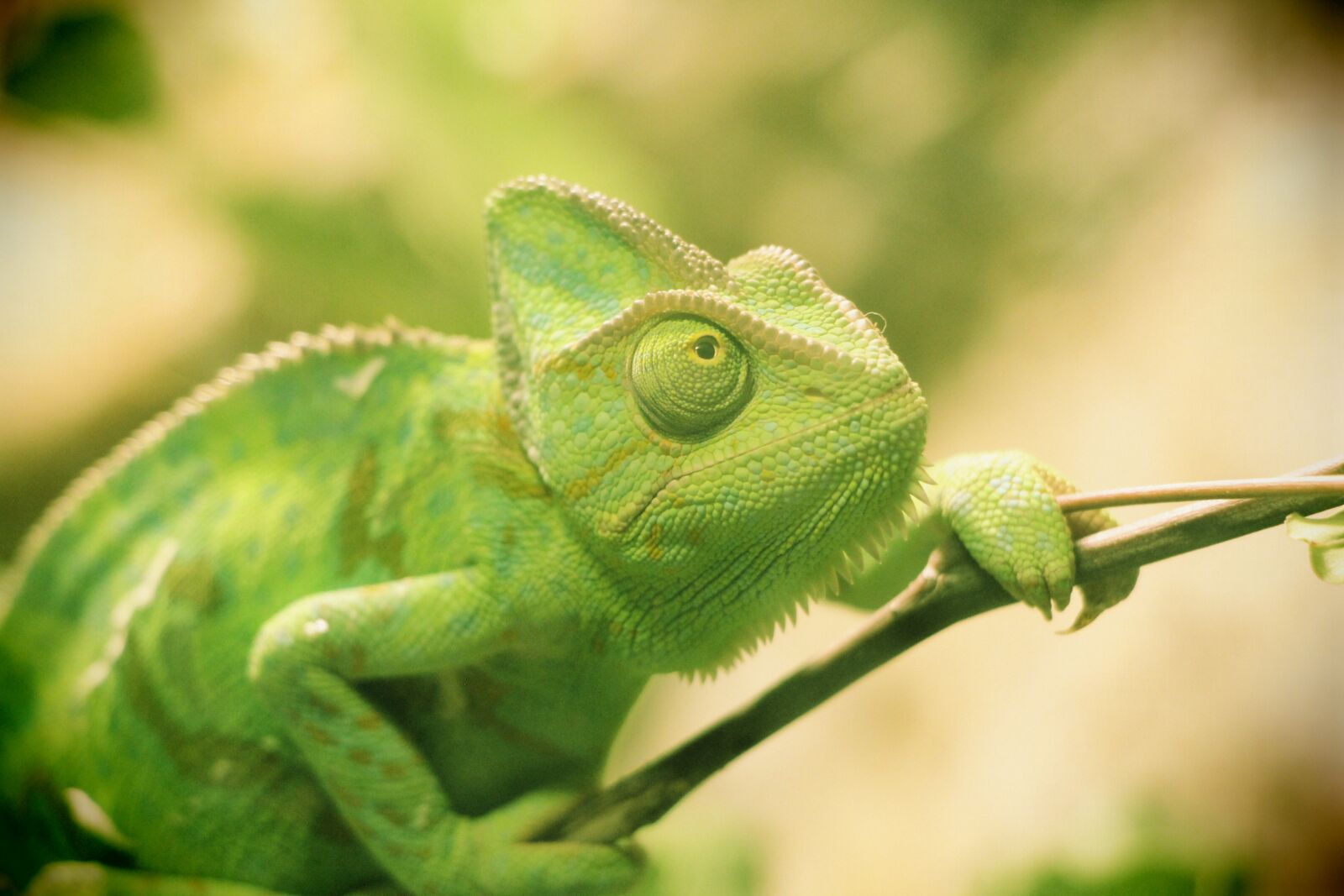 Canon EOS 60D sample photo. Reptile, chameleon, lizard photography