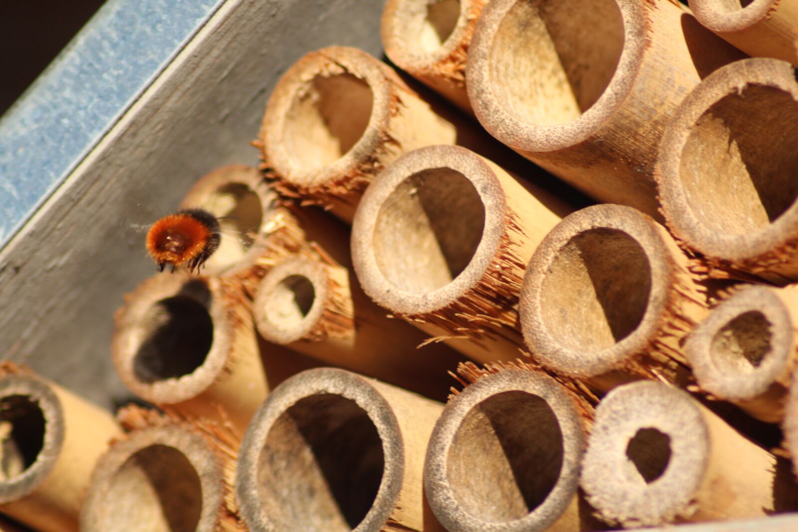 Canon EOS 700D (EOS Rebel T5i / EOS Kiss X7i) sample photo. Insect hotel, wild bee photography