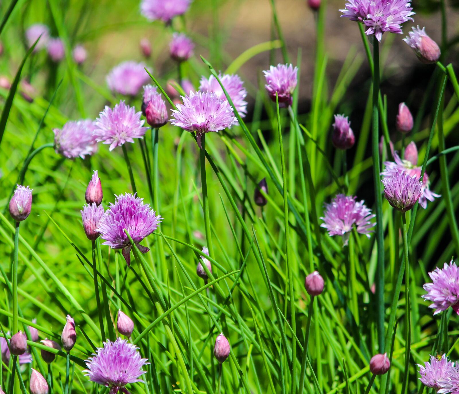 Canon EOS 600D (Rebel EOS T3i / EOS Kiss X5) sample photo. Chives, herb, perennial photography