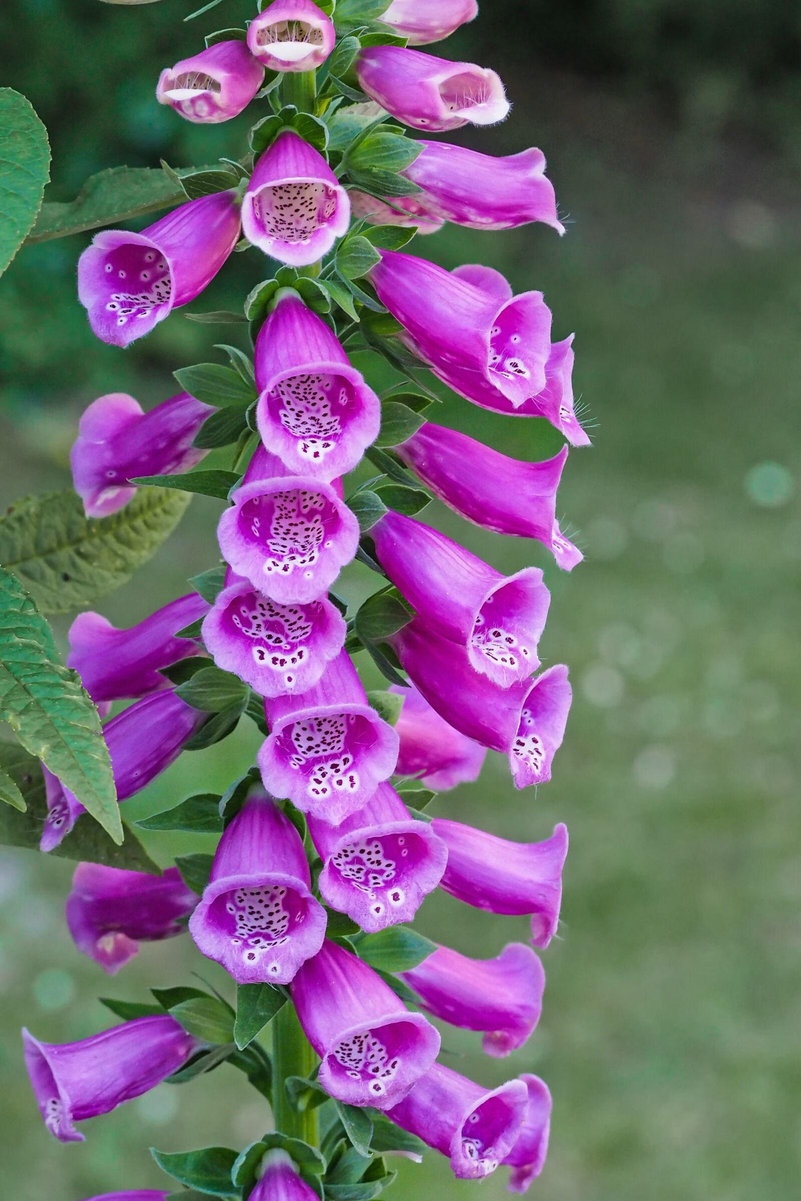 Olympus M.Zuiko Digital ED 60mm F2.8 Macro sample photo. Thimble, common foxglove, digitalis photography