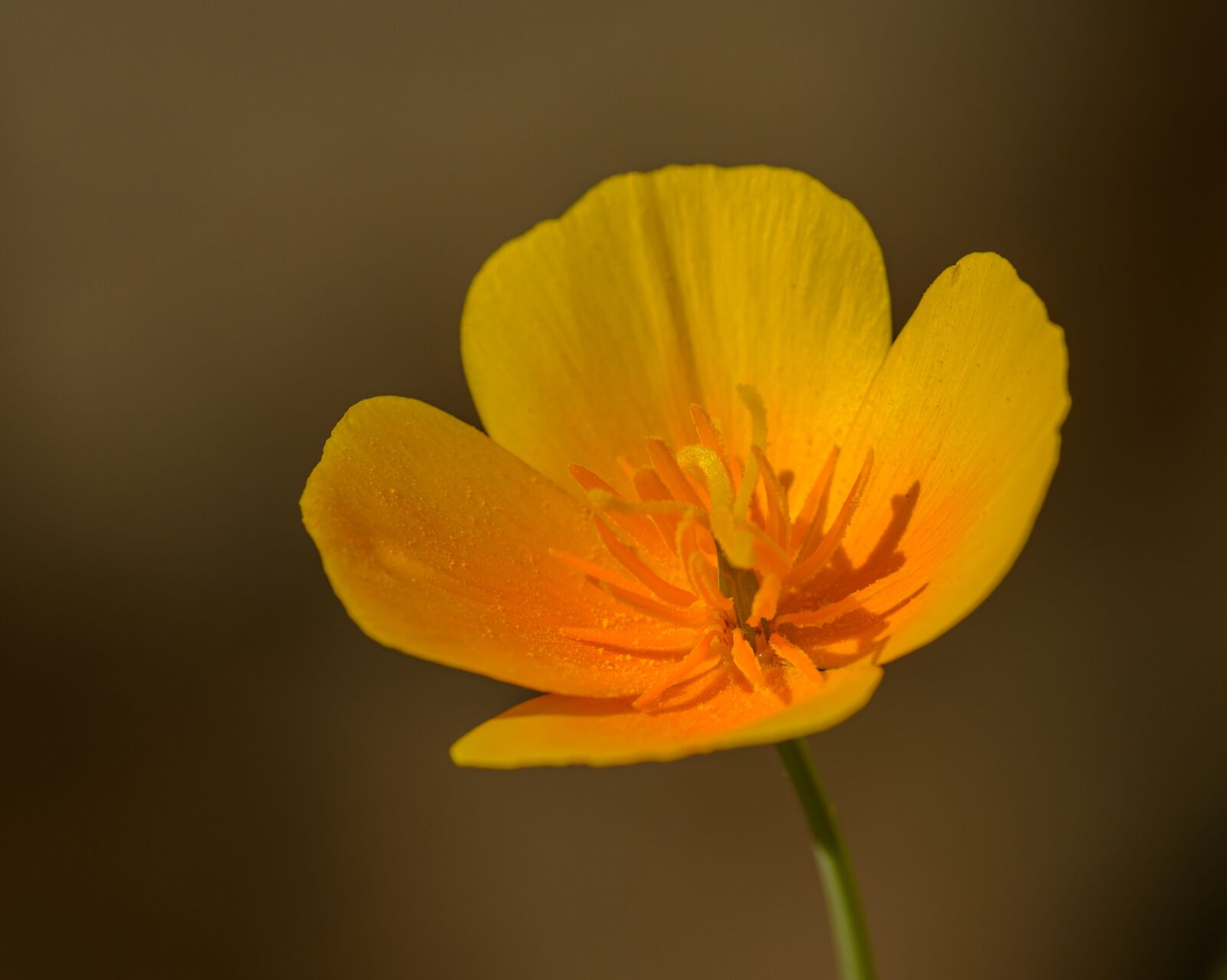 Nikon D800E sample photo. Flower, yellow, orange photography