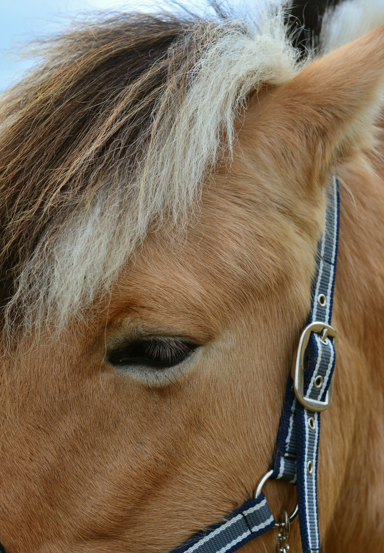 Nikon D5200 sample photo. Horse, norwegian fjord horse photography