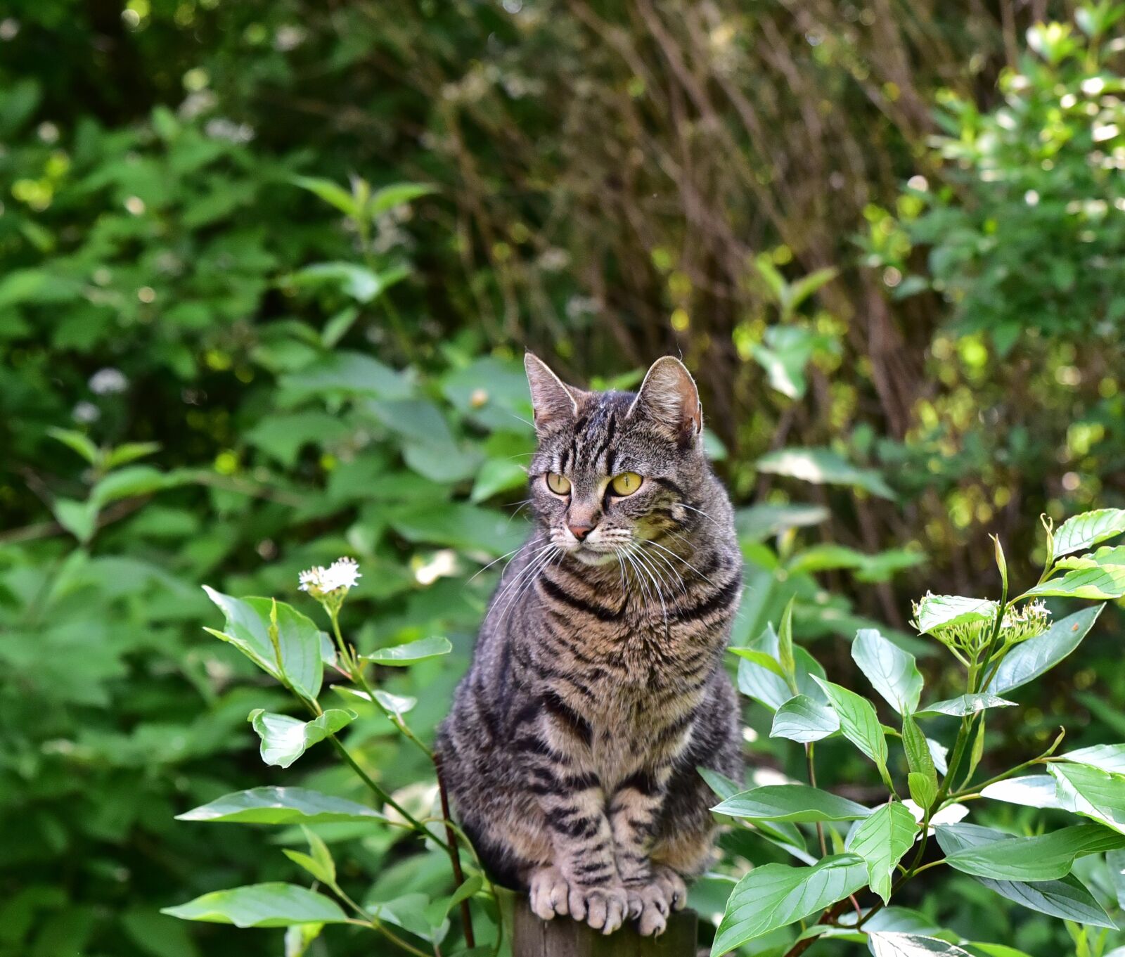 Nikon D750 sample photo. Cat, sit, animal photography