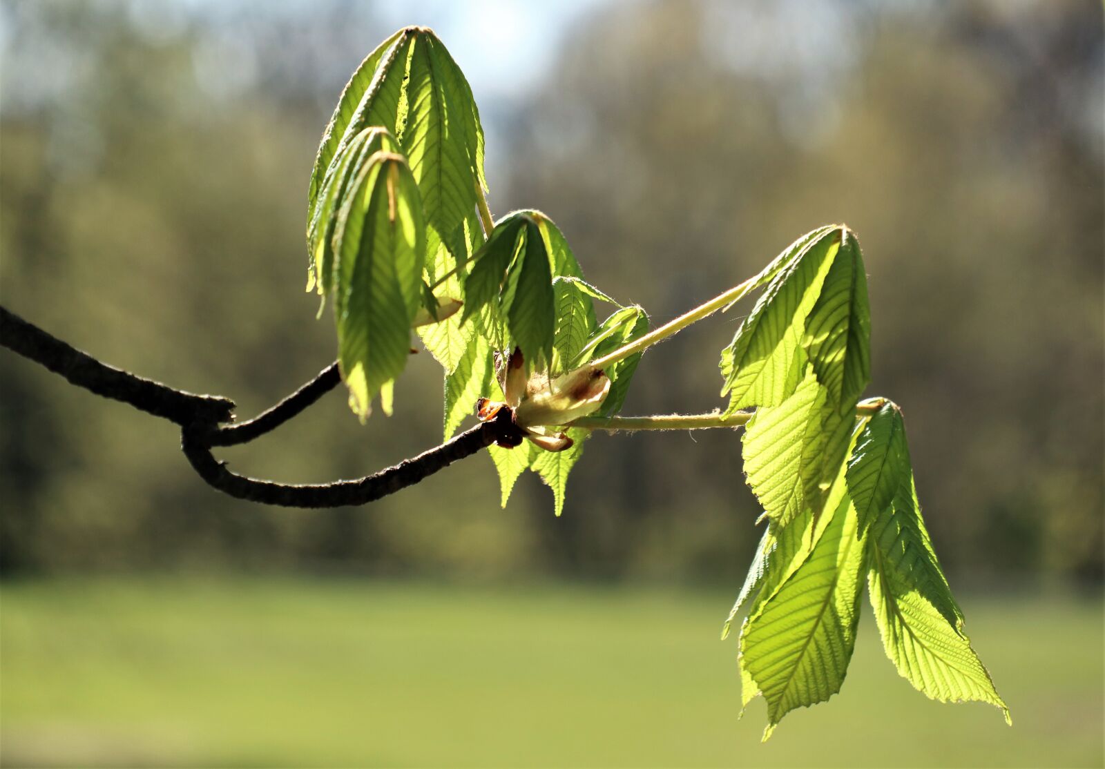 Canon EOS M6 sample photo. Light, awakening, spring photography