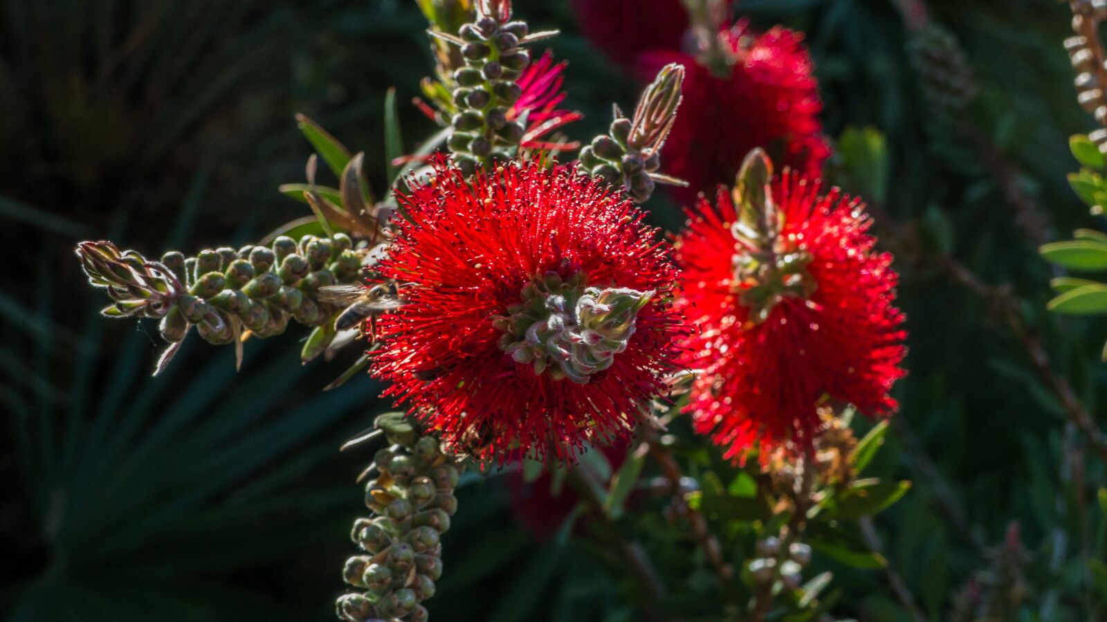 Panasonic Lumix DMC-FZ200 sample photo. Flower, red, plant photography
